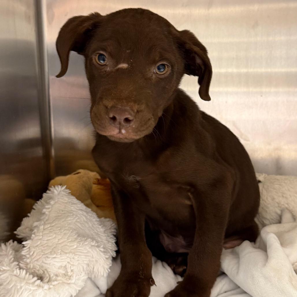 Enlarge DJ, a Adoptable Chocolate Labrador Retriever in Duck River, TN image 2/6