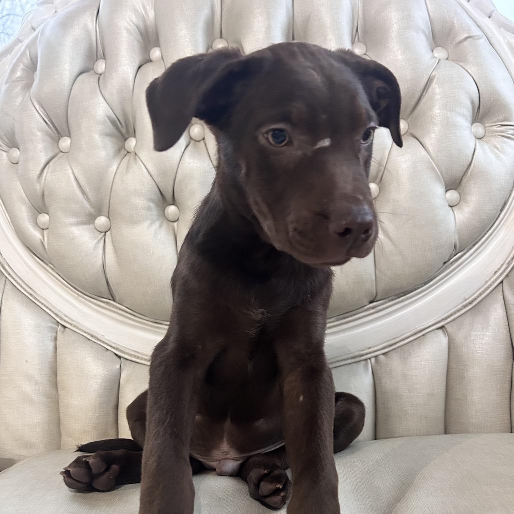 Enlarge DJ, a Adoptable Chocolate Labrador Retriever in Duck River, TN image 3/6