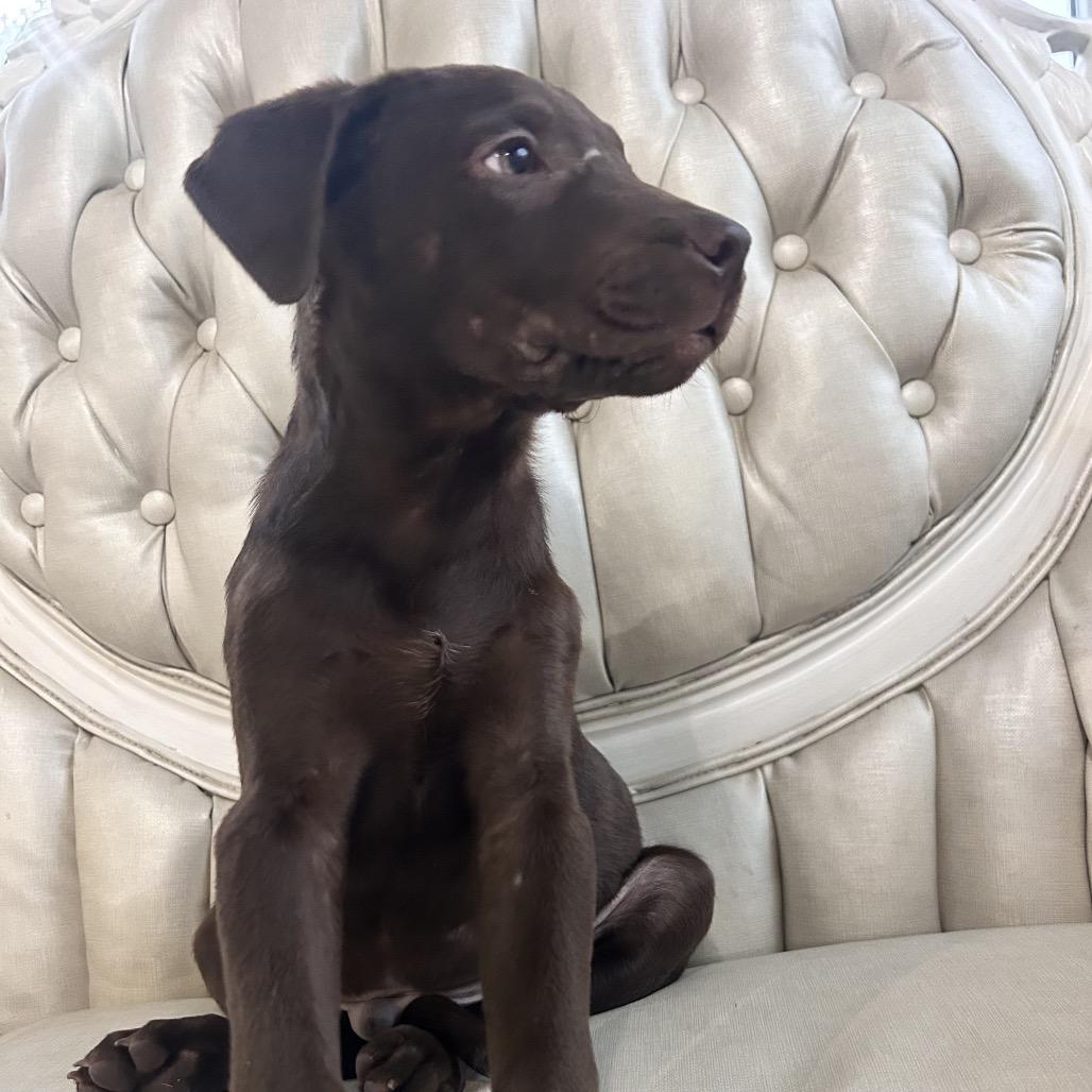 Enlarge DJ, a Adoptable Chocolate Labrador Retriever in Duck River, TN image 4/6