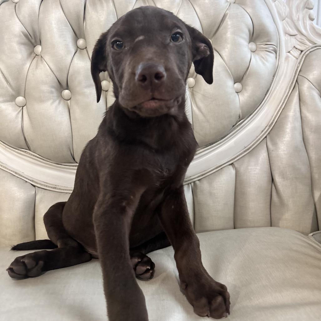 Enlarge DJ, a Adoptable Chocolate Labrador Retriever in Duck River, TN image 5/6