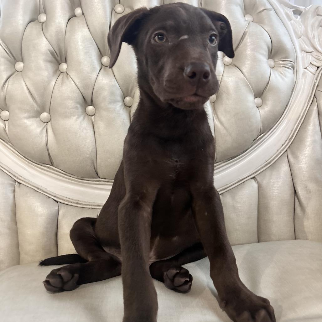 Enlarge DJ, a Adoptable Chocolate Labrador Retriever in Duck River, TN image 6/6