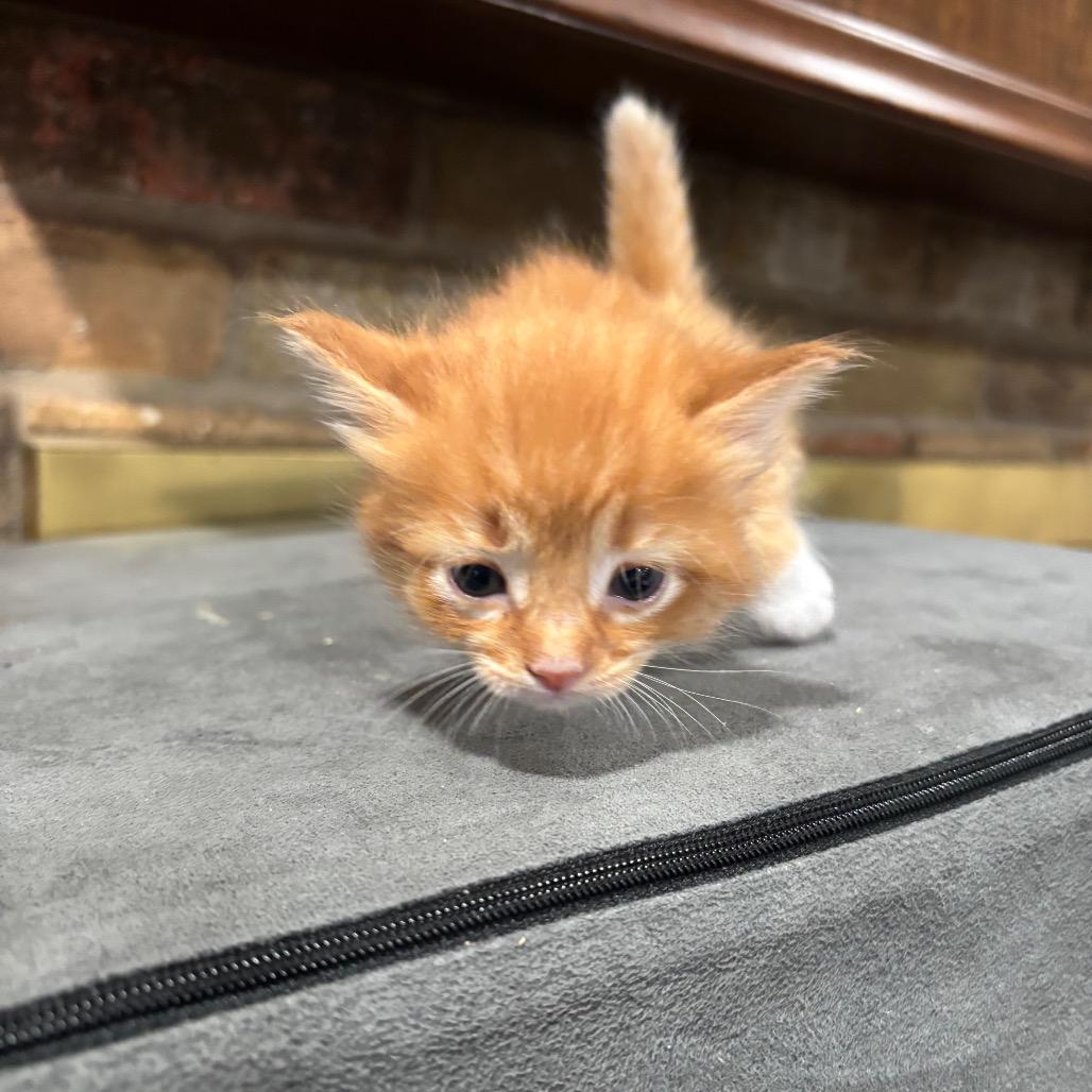 Kaia, a Adoptable Domestic Medium Hair in Katy, TX image 1/4