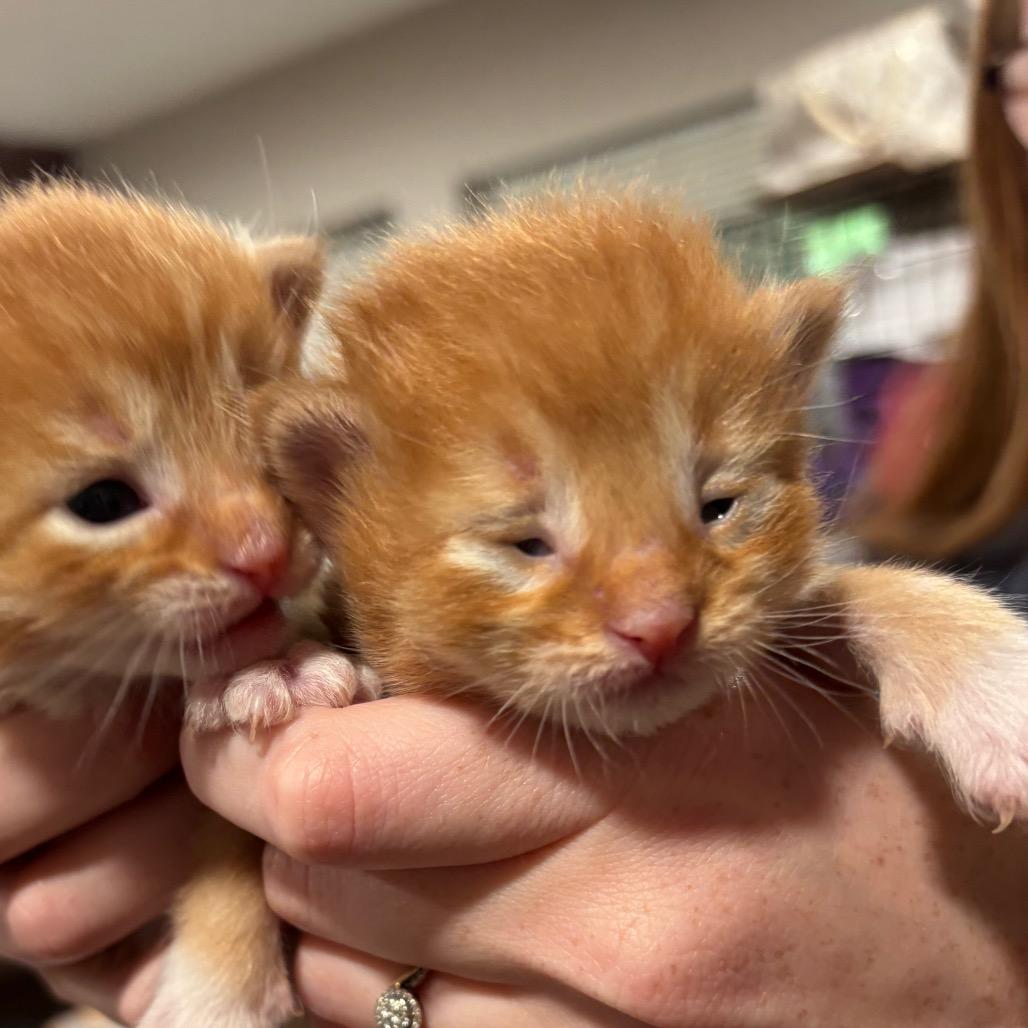 Enlarge Kaia, a Adoptable Domestic Medium Hair in Katy, TX image 1/1