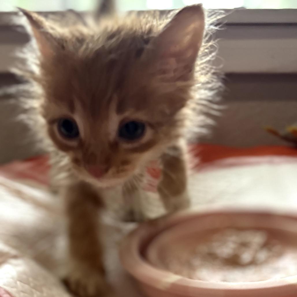 Kaia, a Adoptable Domestic Medium Hair in Katy, TX image 3/4