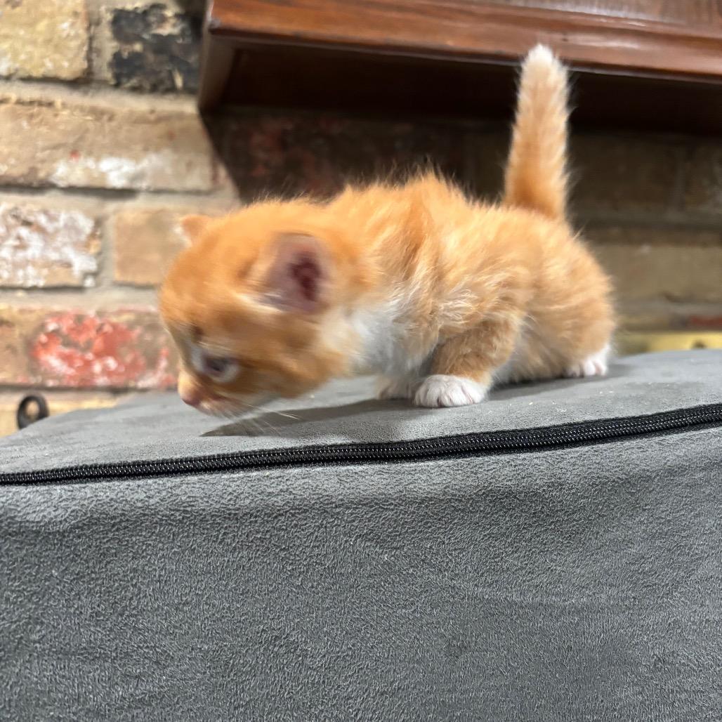 Kaia, a Adoptable Domestic Medium Hair in Katy, TX image 4/4