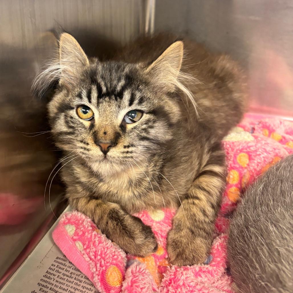 Precious, Adoptable, Kitten Male Domestic Short Hair.