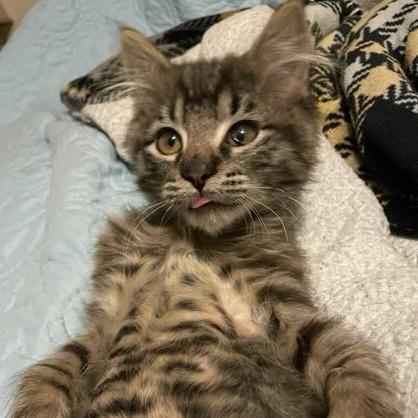 Enlarge Precious, a Adoptable Domestic Short Hair in Belleville, IL image 2/3