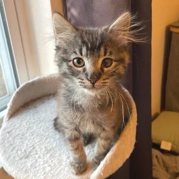 Enlarge Precious, a Adoptable Domestic Short Hair in Belleville, IL image 3/3