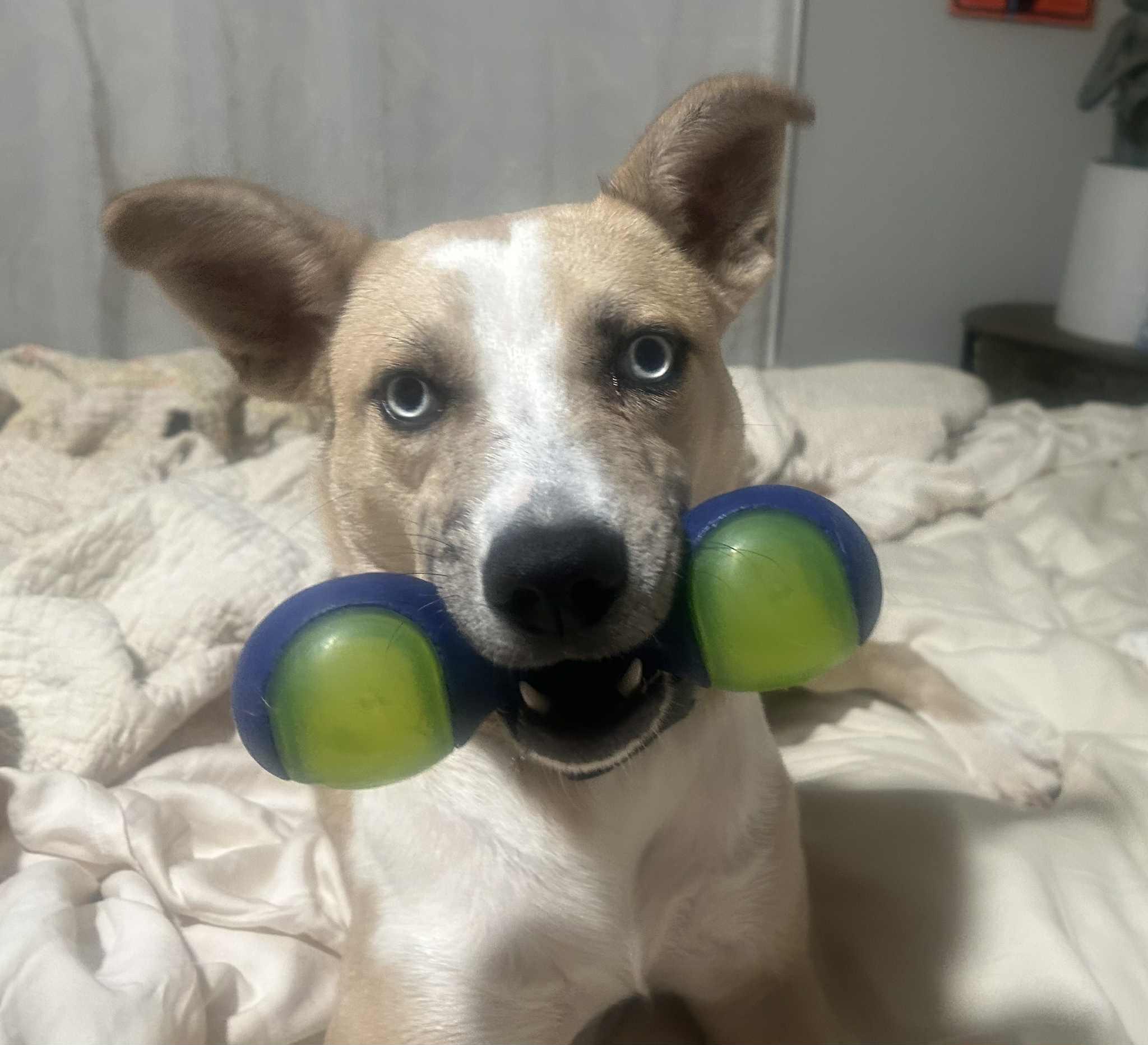 Enlarge Summer, a Adoptable mixed breed in Atlanta, GA image 4/5