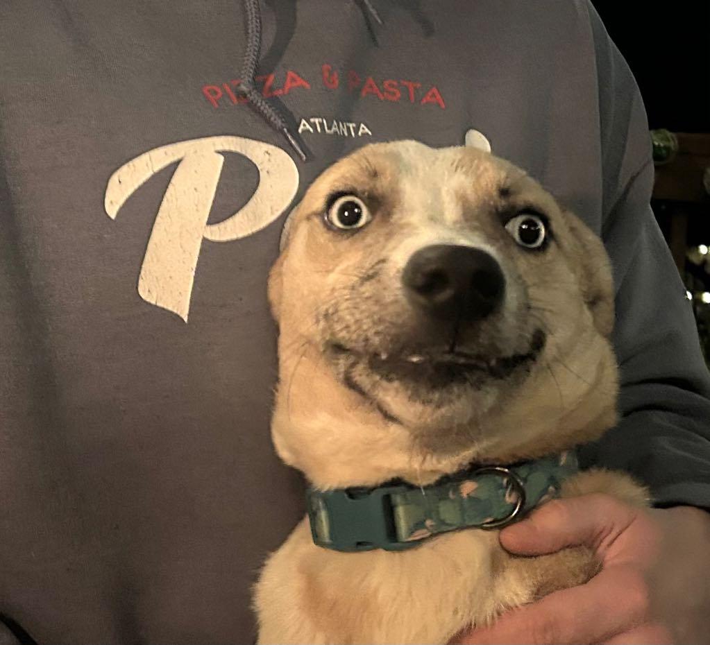 Enlarge Summer, a Adoptable mixed breed in Atlanta, GA image 5/5