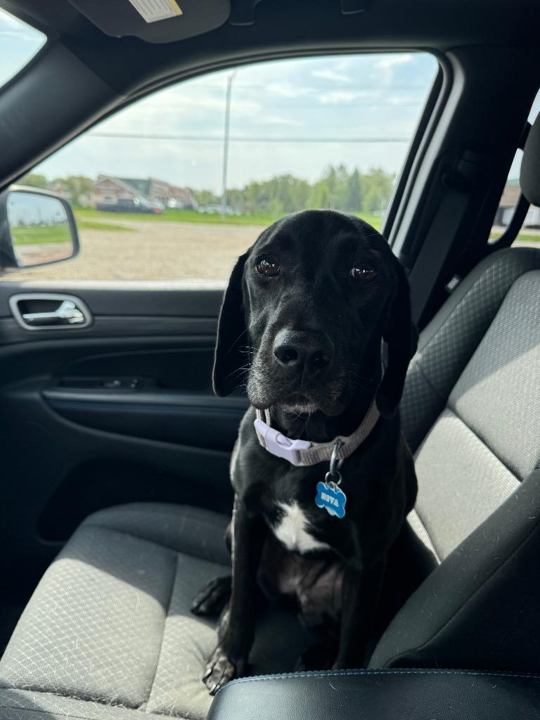 Nova, Adoptable, Young Female Labrador Retriever & Pointer.