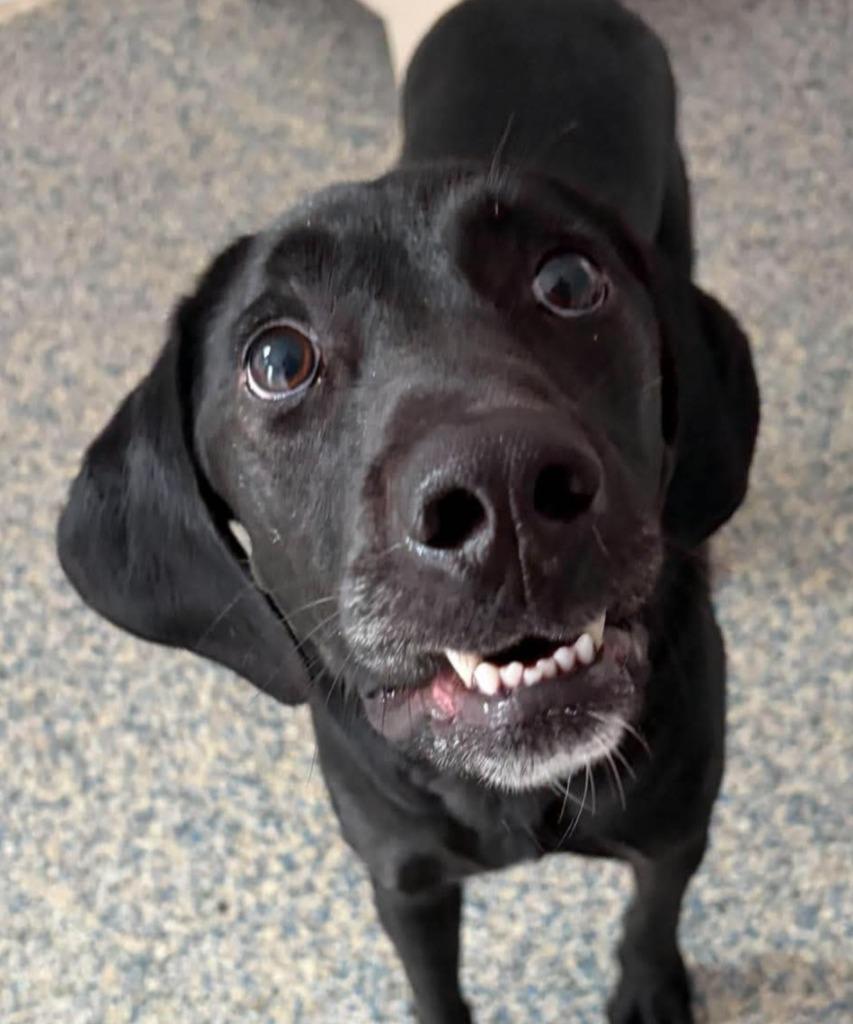 Enlarge Nova, a Adoptable mixed breed in Indianola, IA image 2/3