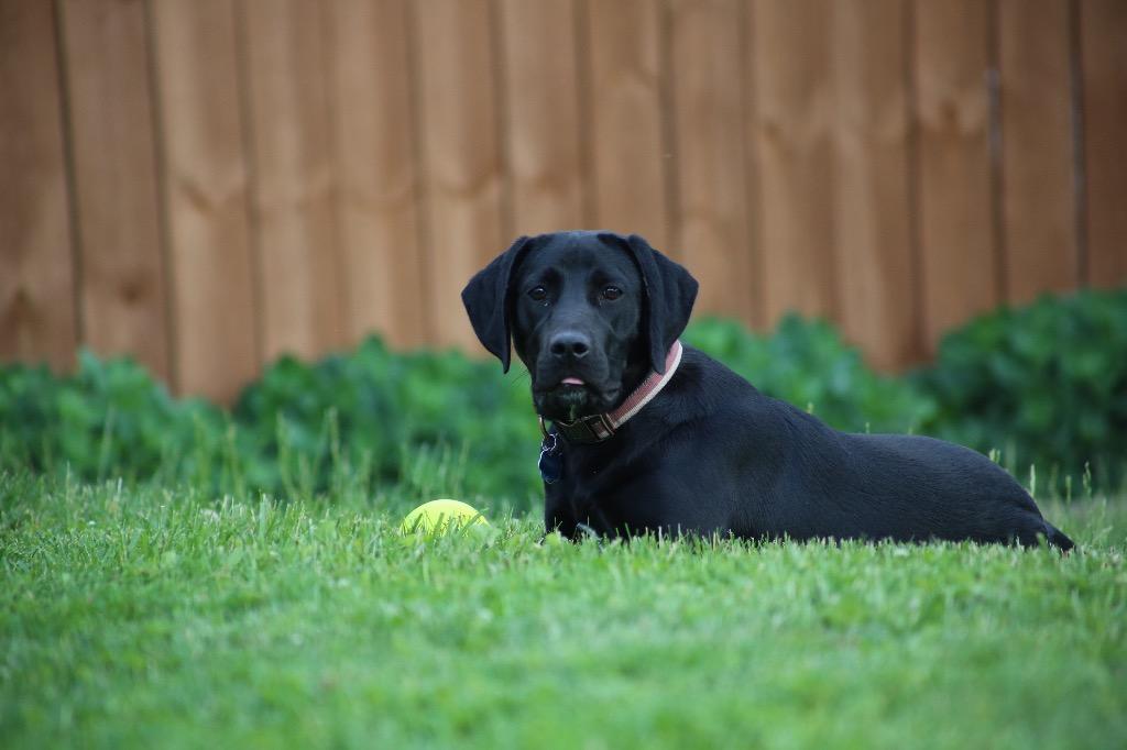 Enlarge Nova, a Adoptable mixed breed in Indianola, IA image 3/3