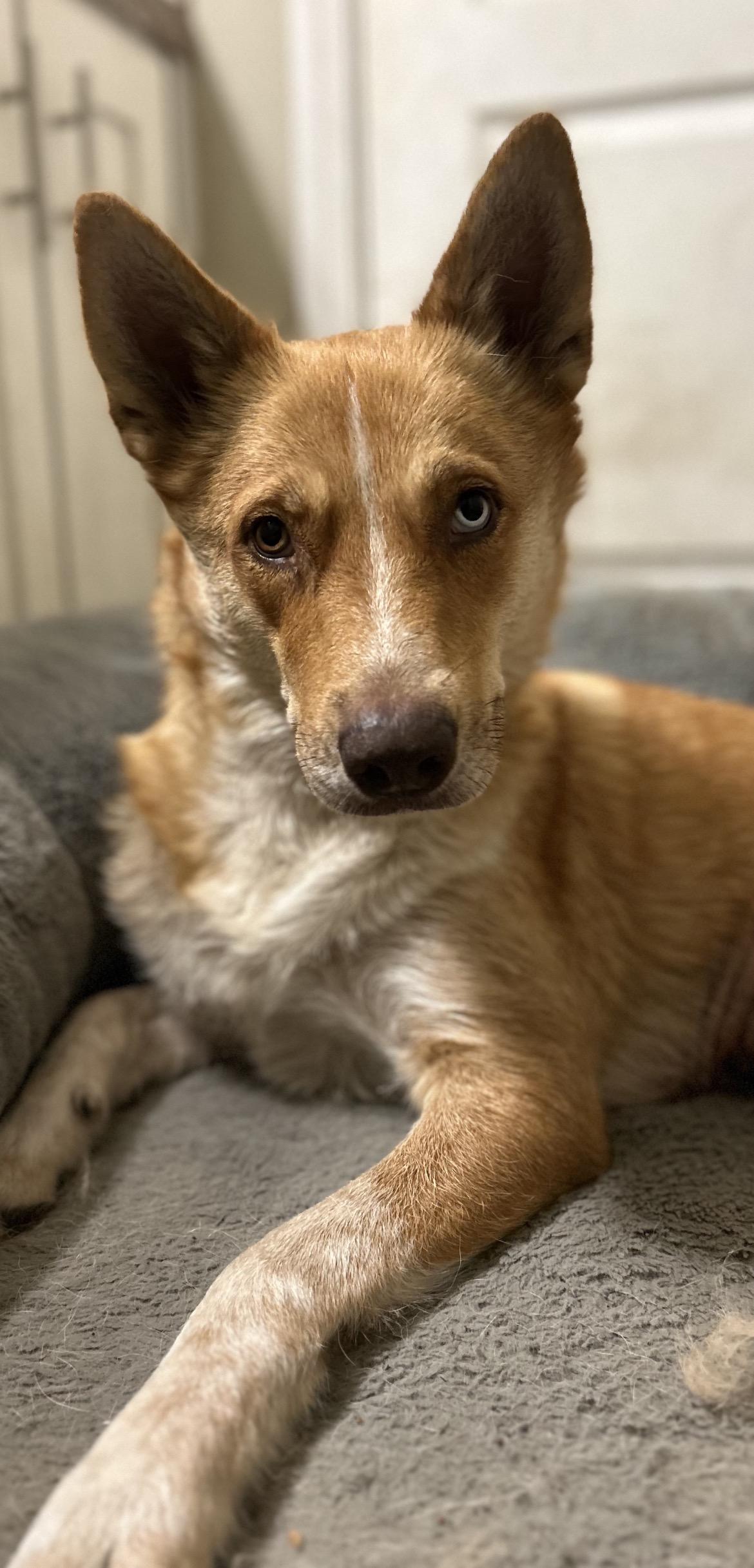 Enlarge Cindy Lou, a ADOPTABLE Husky in conroe, TX image 1/4