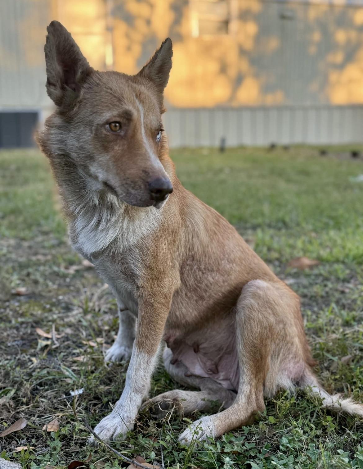 Enlarge Cindy Lou, a Adoptable Husky in conroe, TX image 4/5