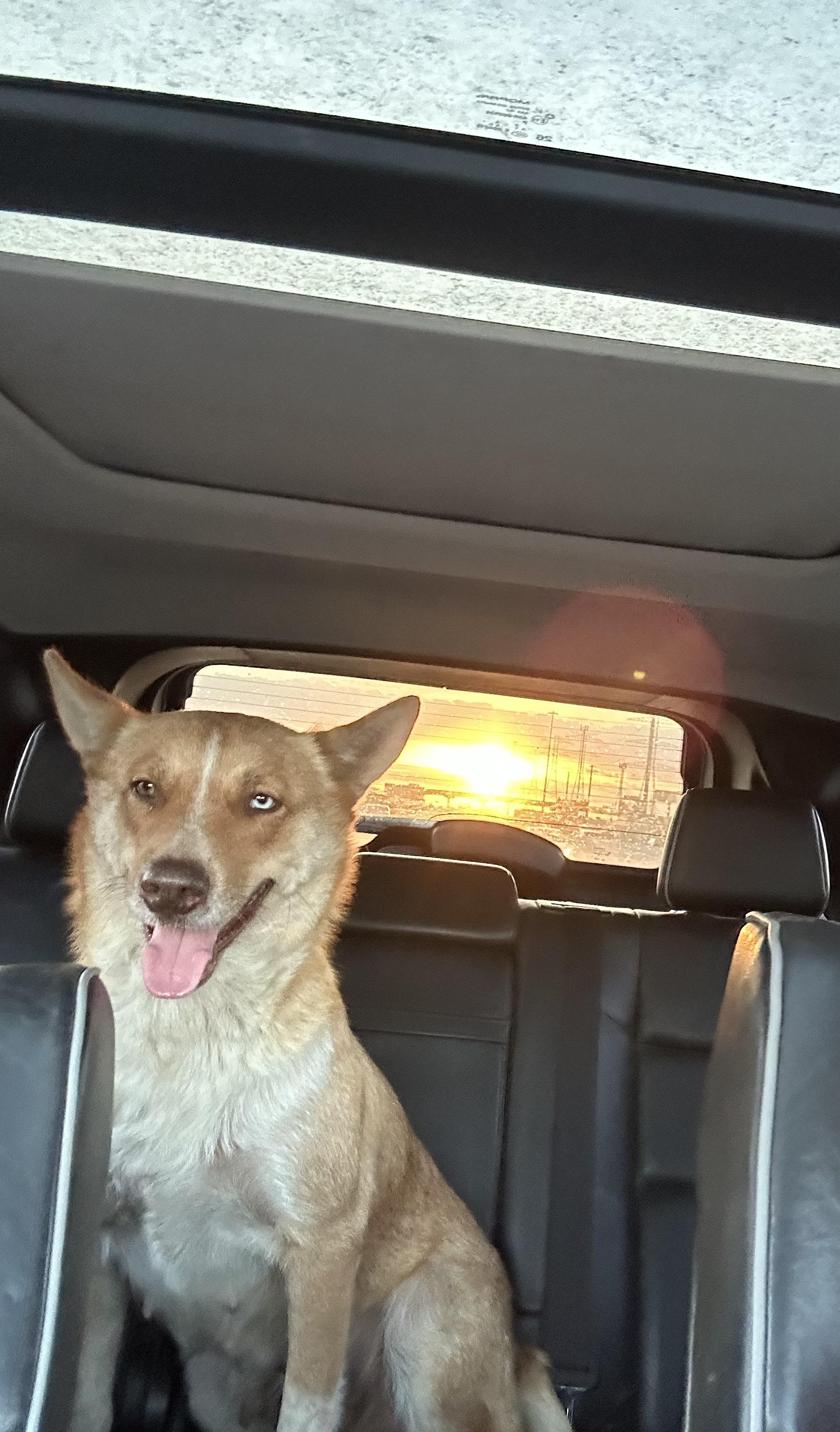 Enlarge Cindy Lou, a ADOPTABLE Husky in conroe, TX image 3/4