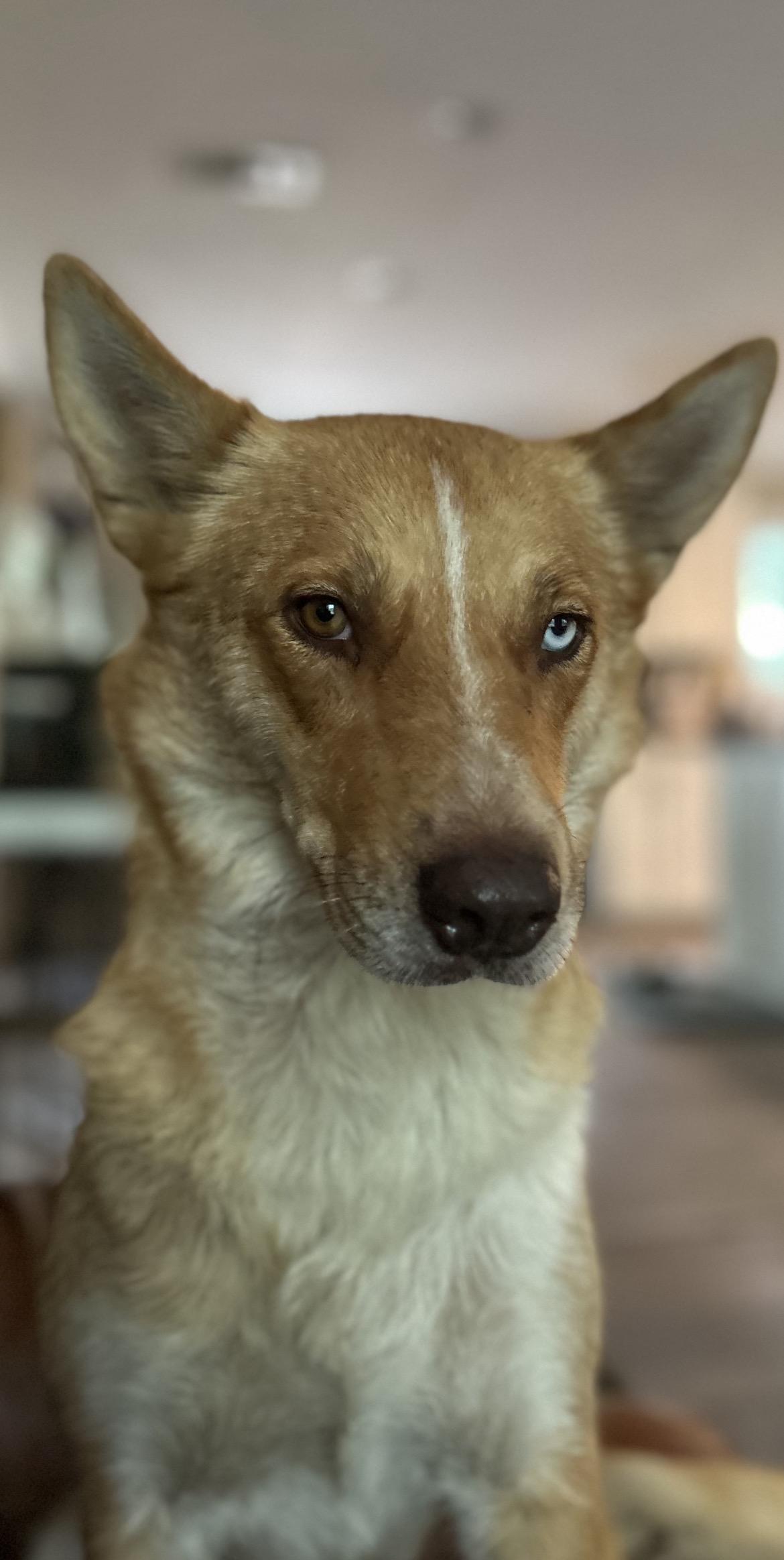Enlarge Cindy Lou, a Adoptable Husky in conroe, TX image 5/5