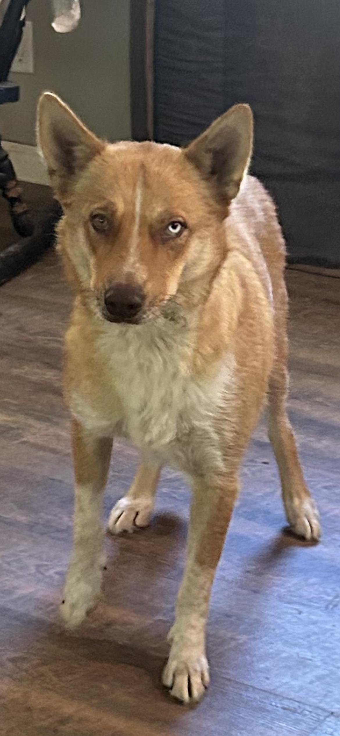 Enlarge Cindy Lou, a ADOPTABLE Husky in conroe, TX image 4/4