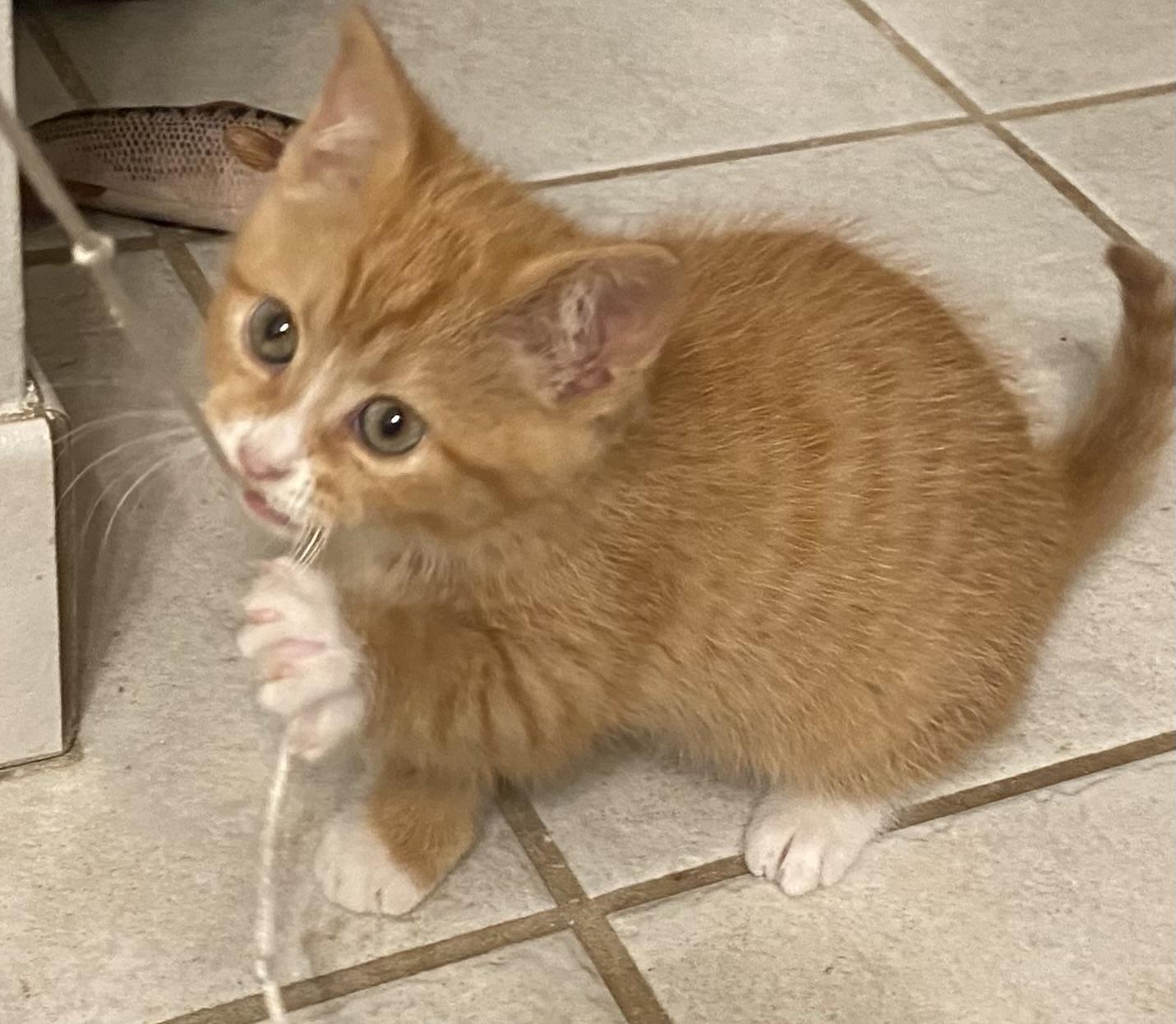 Enlarge Butterscotch, a Adopted mixed breed in Davidson, NC image 1/4