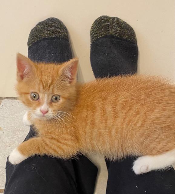 Enlarge Butterscotch, a Adopted mixed breed in Davidson, NC image 2/4