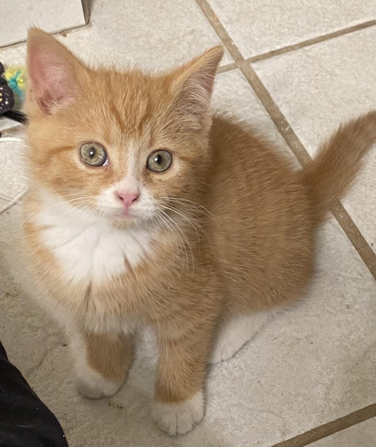 Enlarge Butterscotch, a Adopted mixed breed in Davidson, NC image 4/4