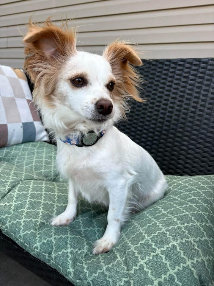 Enlarge Charlie, a Adoptable mixed breed in Avondale, PA image 2/3