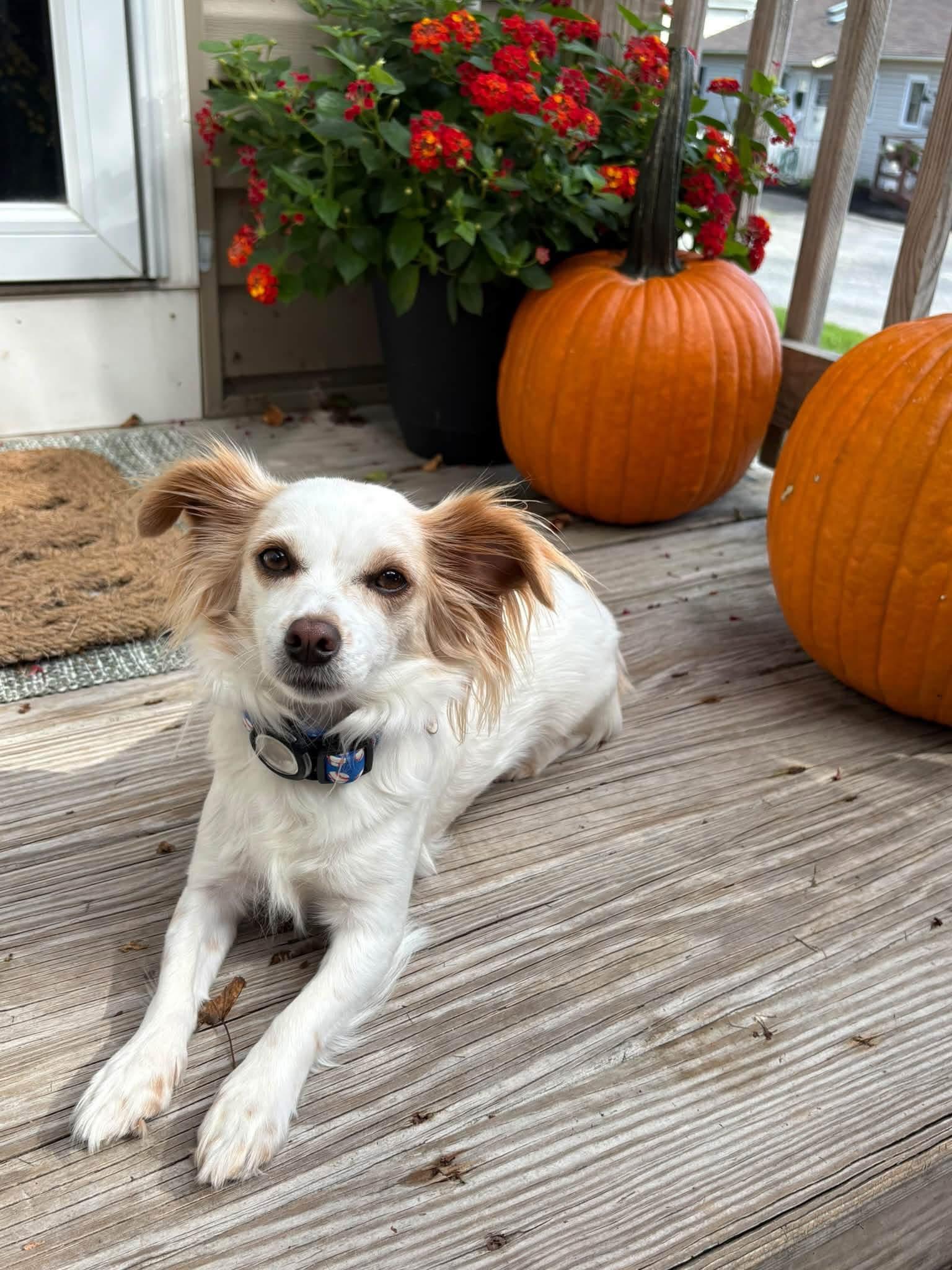 Charlie, Adoptable, Young Female Papillon.