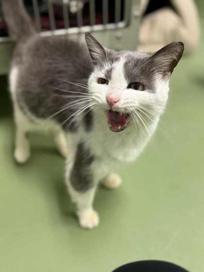 Bailey Grace, a Adoptable Domestic Short Hair in Batavia, OH image 1/3