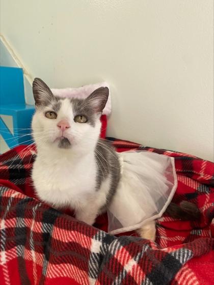 Bailey Grace, a Adoptable Domestic Short Hair in Batavia, OH image 2/3