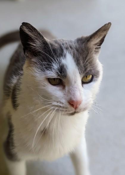 Bailey Grace, a Adoptable Domestic Short Hair in Batavia, OH image 3/3