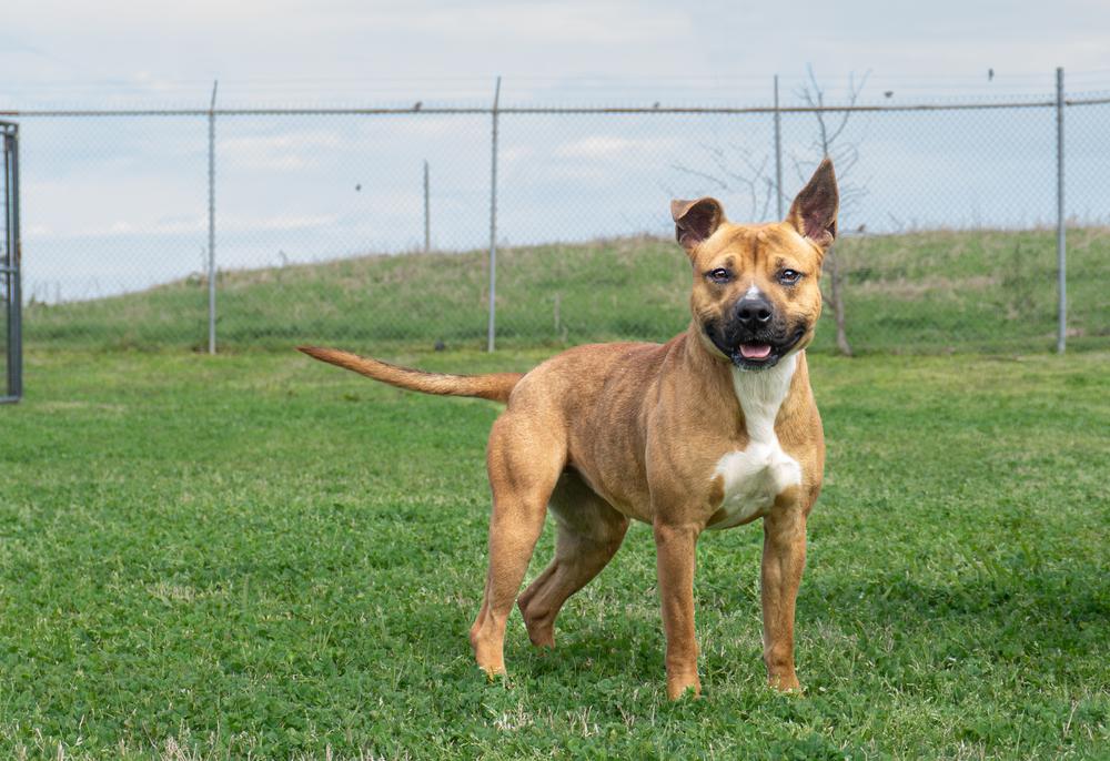 Fannie, a Adoptable Mixed Breed in Scott, LA image 1/3