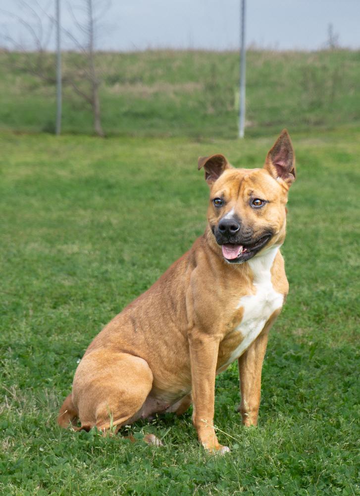 Fannie, a Adoptable Mixed Breed in Scott, LA image 2/3