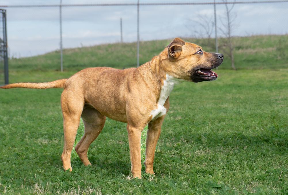 Fannie, a Adoptable Mixed Breed in Scott, LA image 3/3