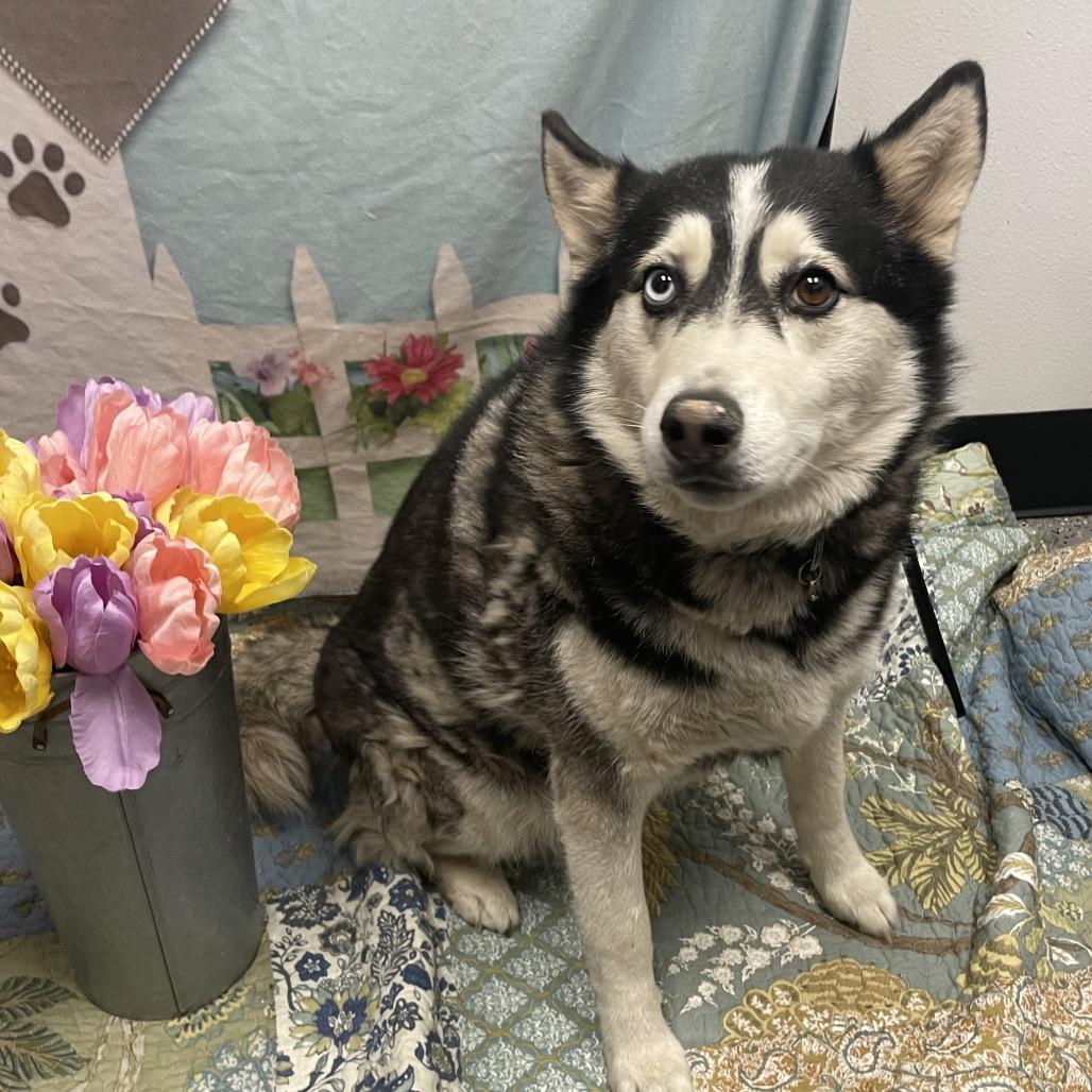 Prince, Adoptable, Adult Male Husky.