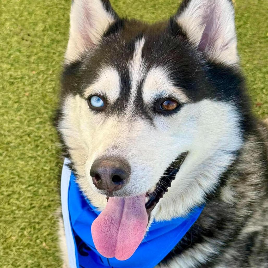 Prince, a Adoptable Husky in Henderson, NV image 2/2