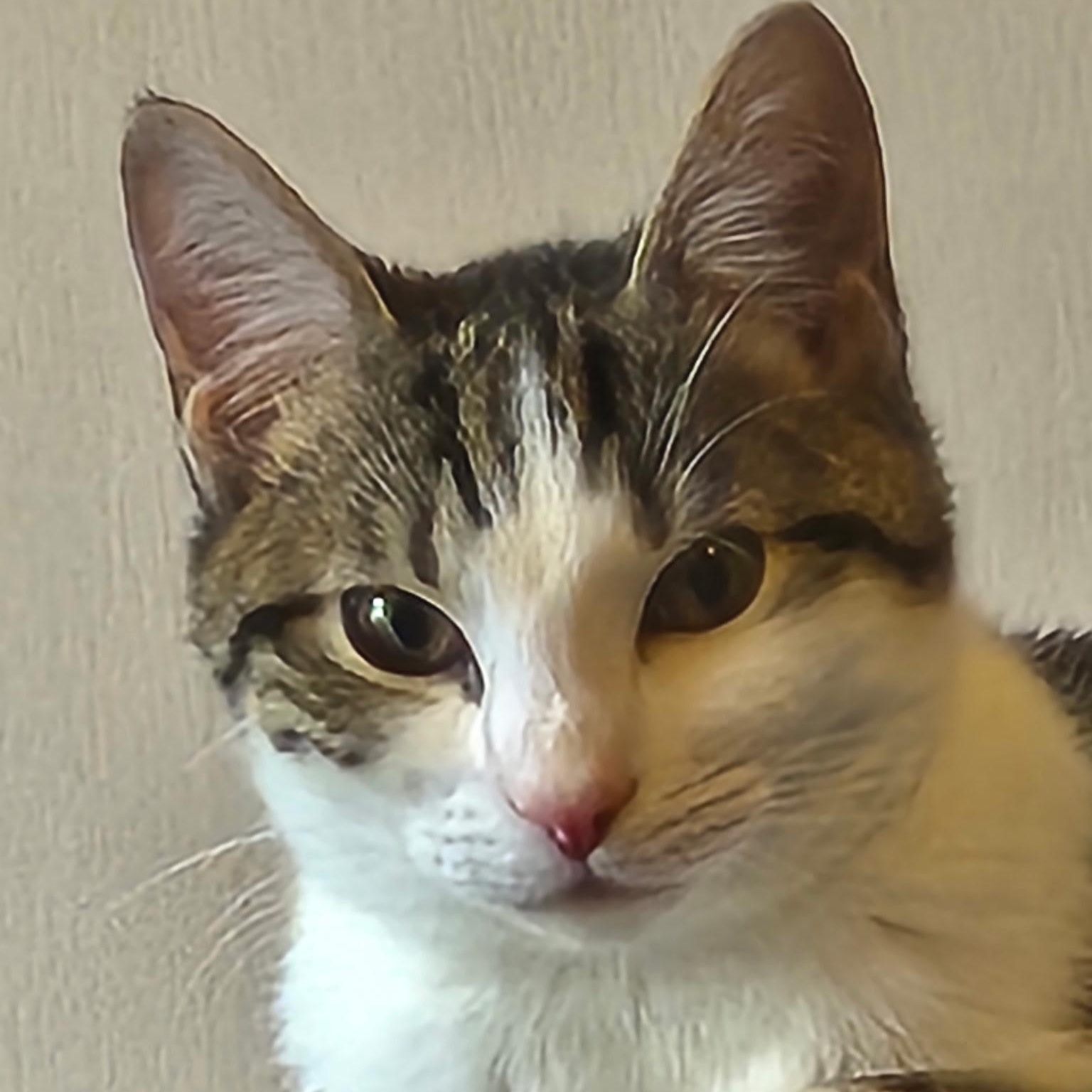 Enlarge Byron Bay, an adopted Domestic Short Hair in Richmond, VA image 3/3