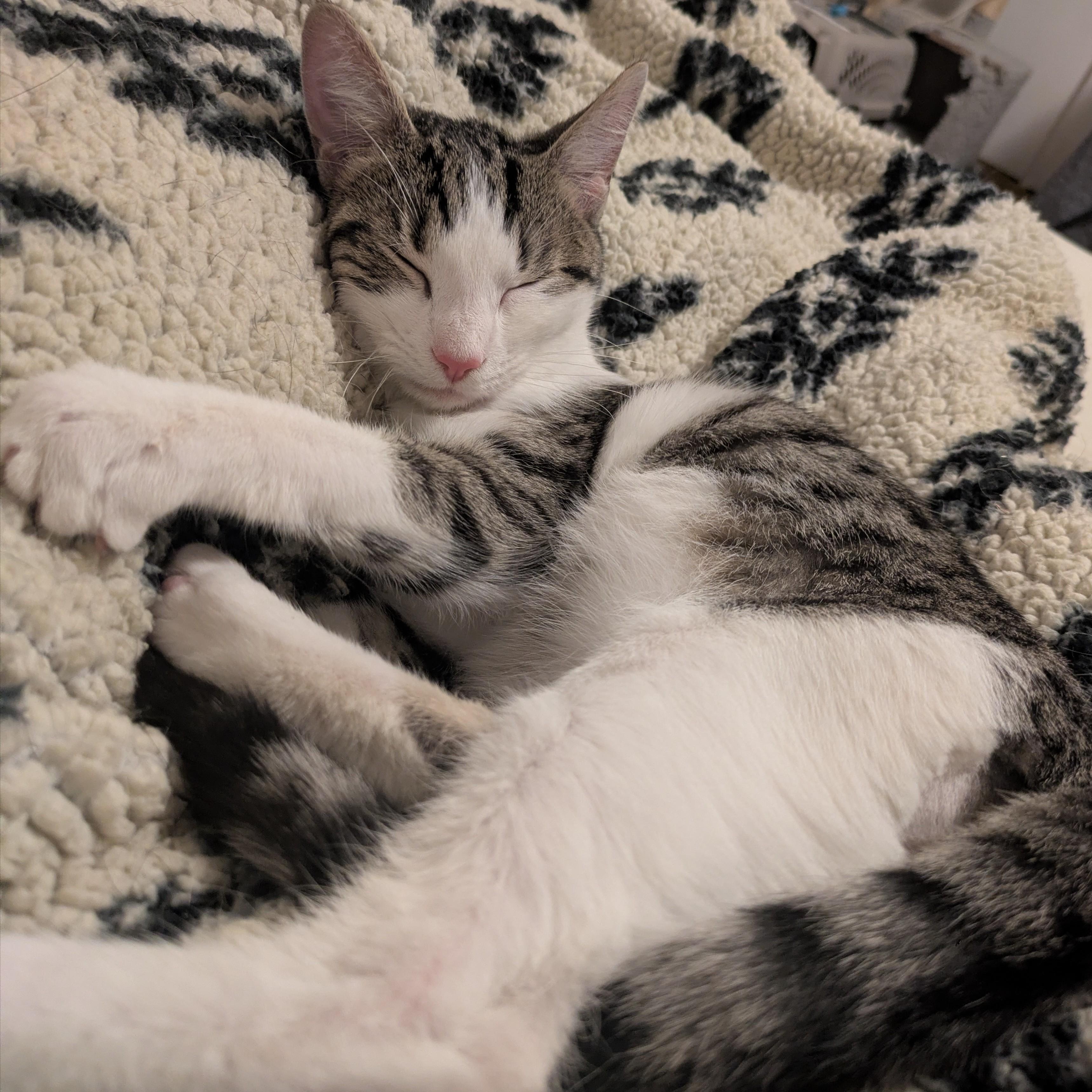 Enlarge Byron Bay, an adopted Domestic Short Hair in Richmond, VA image 1/3