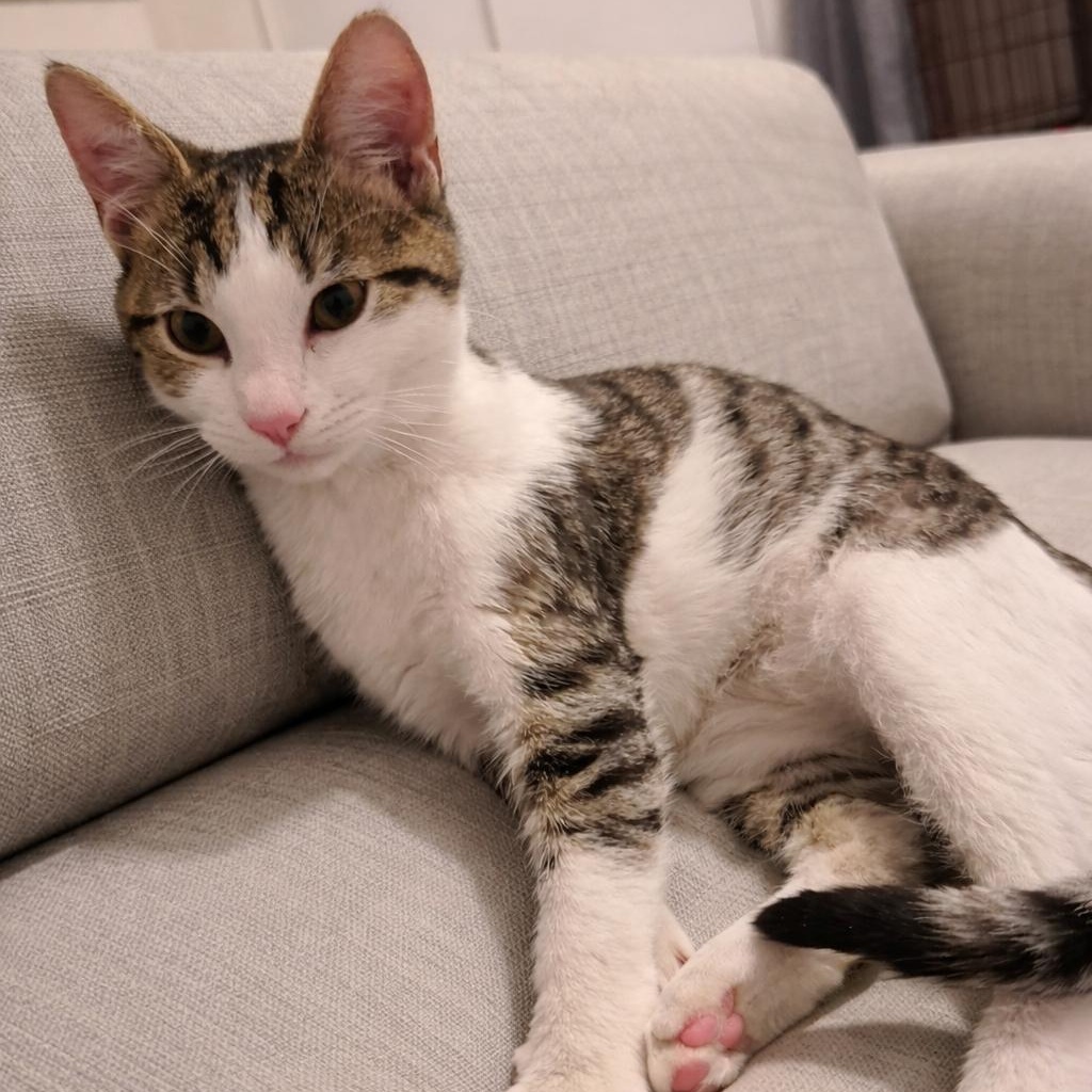 Enlarge Byron Bay, an adopted Domestic Short Hair in Richmond, VA image 2/3