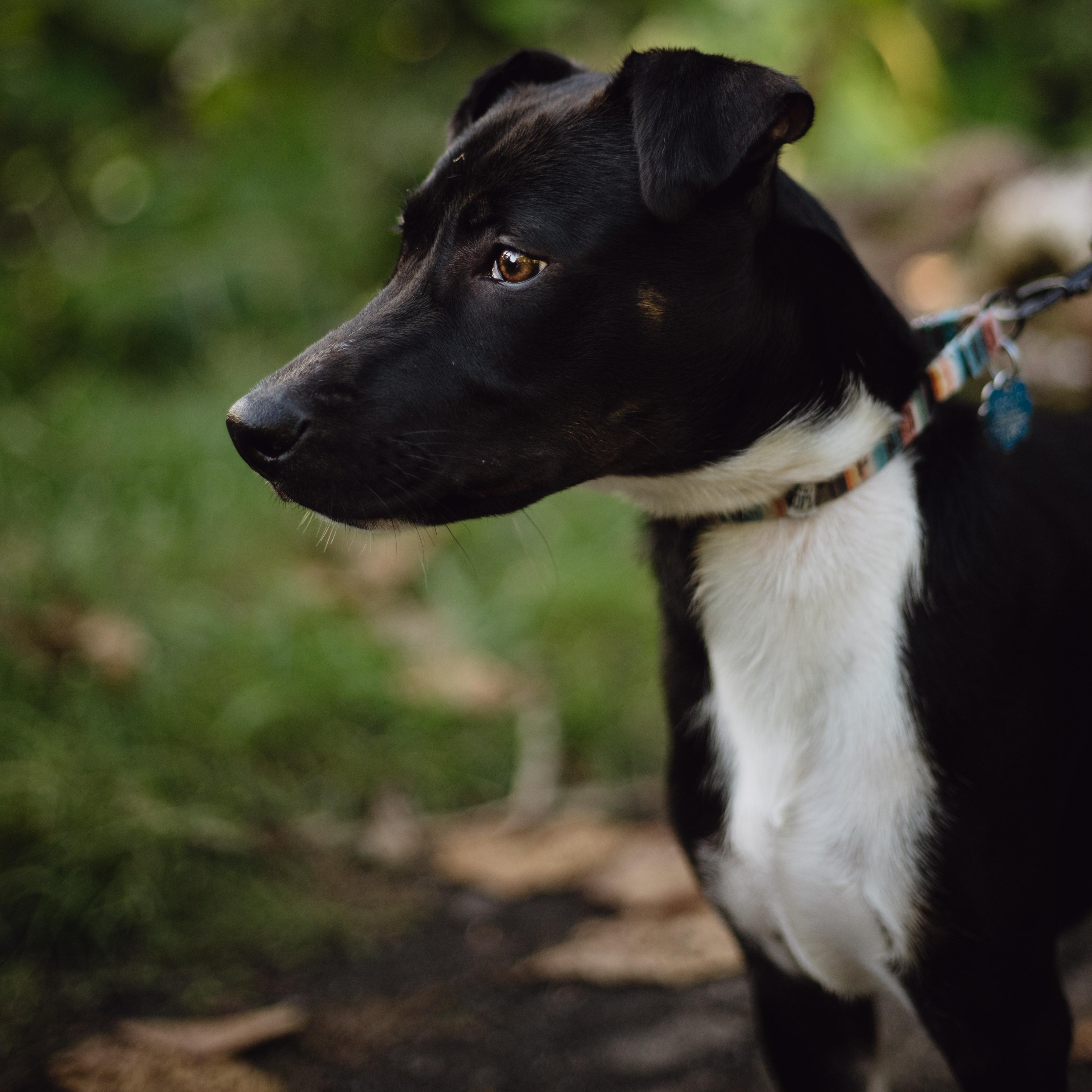 Enlarge Ozuna, a Adoptable mixed breed in San Juan, PR image 4/5