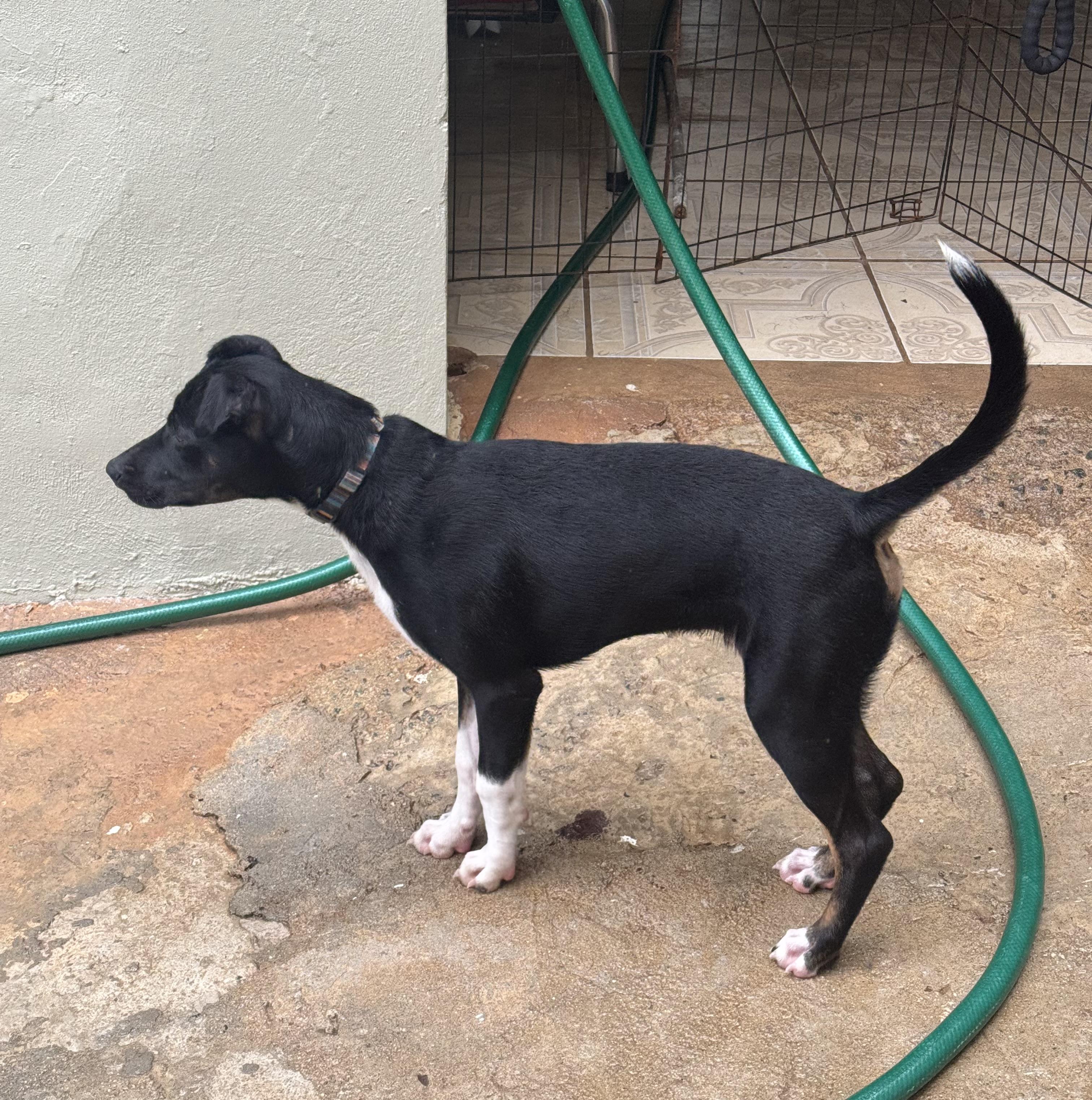 Enlarge Ozuna, a Adoptable mixed breed in San Juan, PR image 3/5