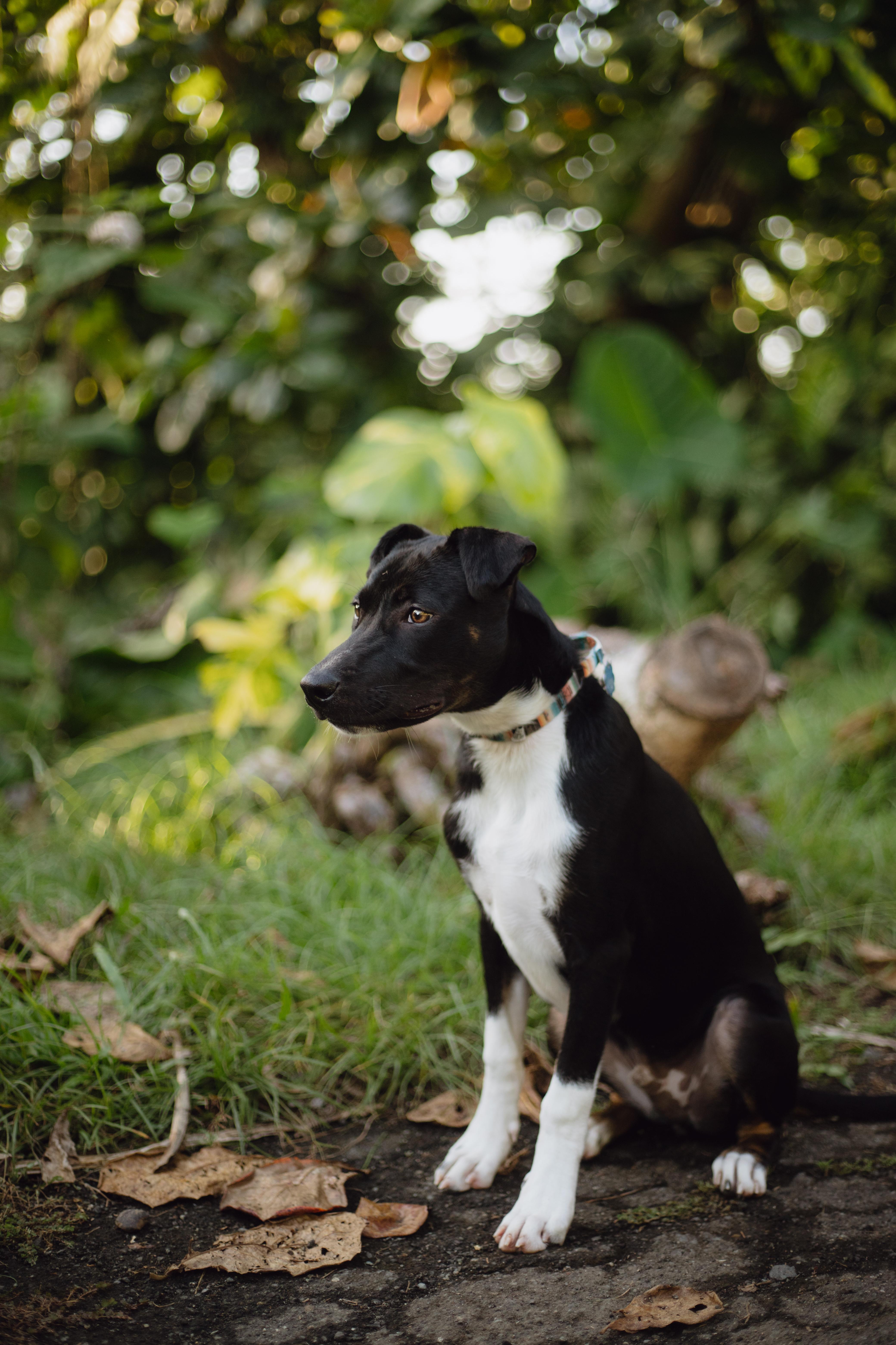 Ozuna, Young Male Mixed Breed