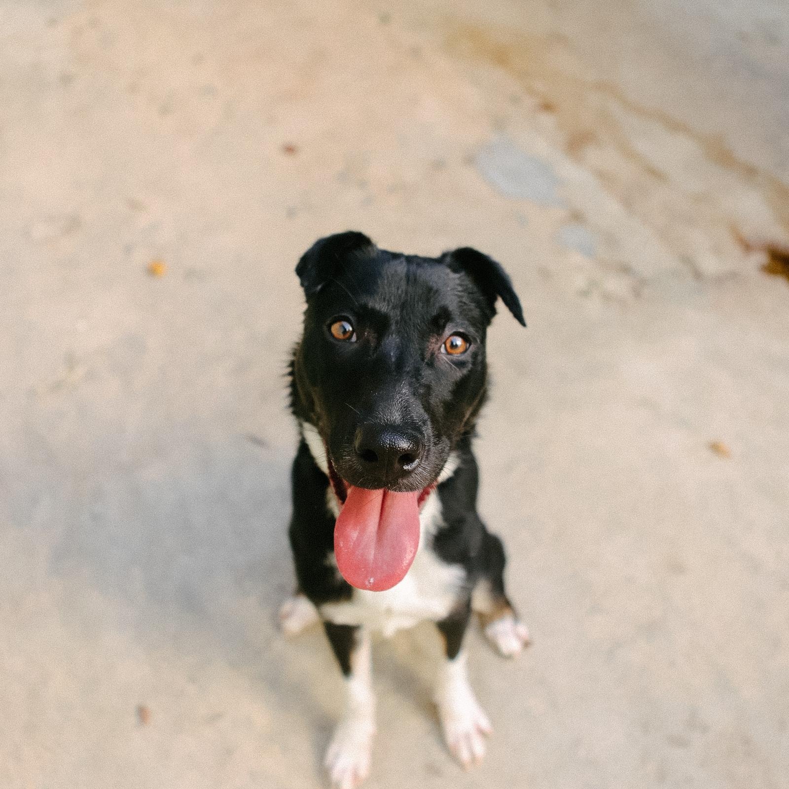 Enlarge Ozuna, a Adoptable mixed breed in San Juan, PR image 2/5