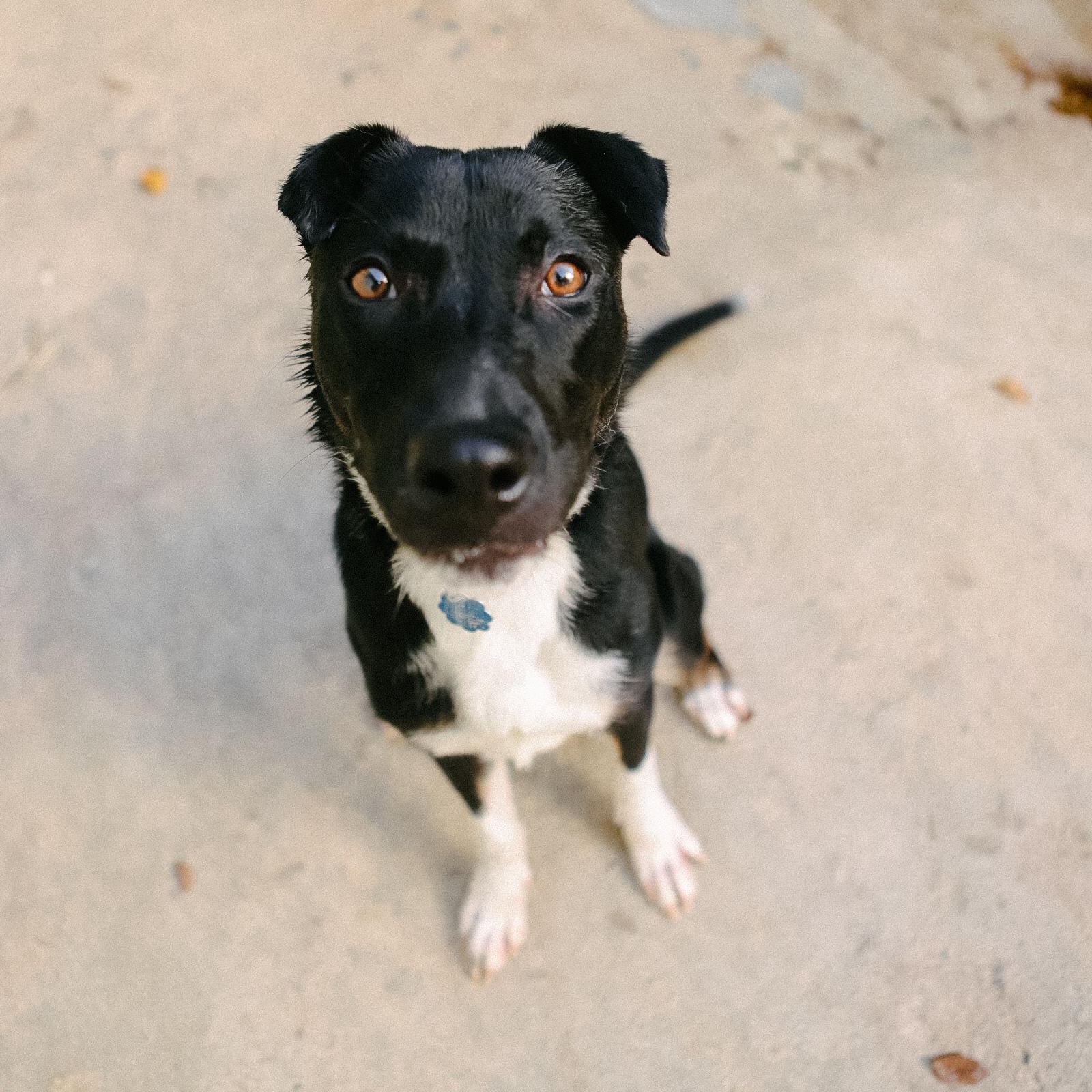 Enlarge Ozuna, a Adoptable mixed breed in San Juan, PR image 1/5