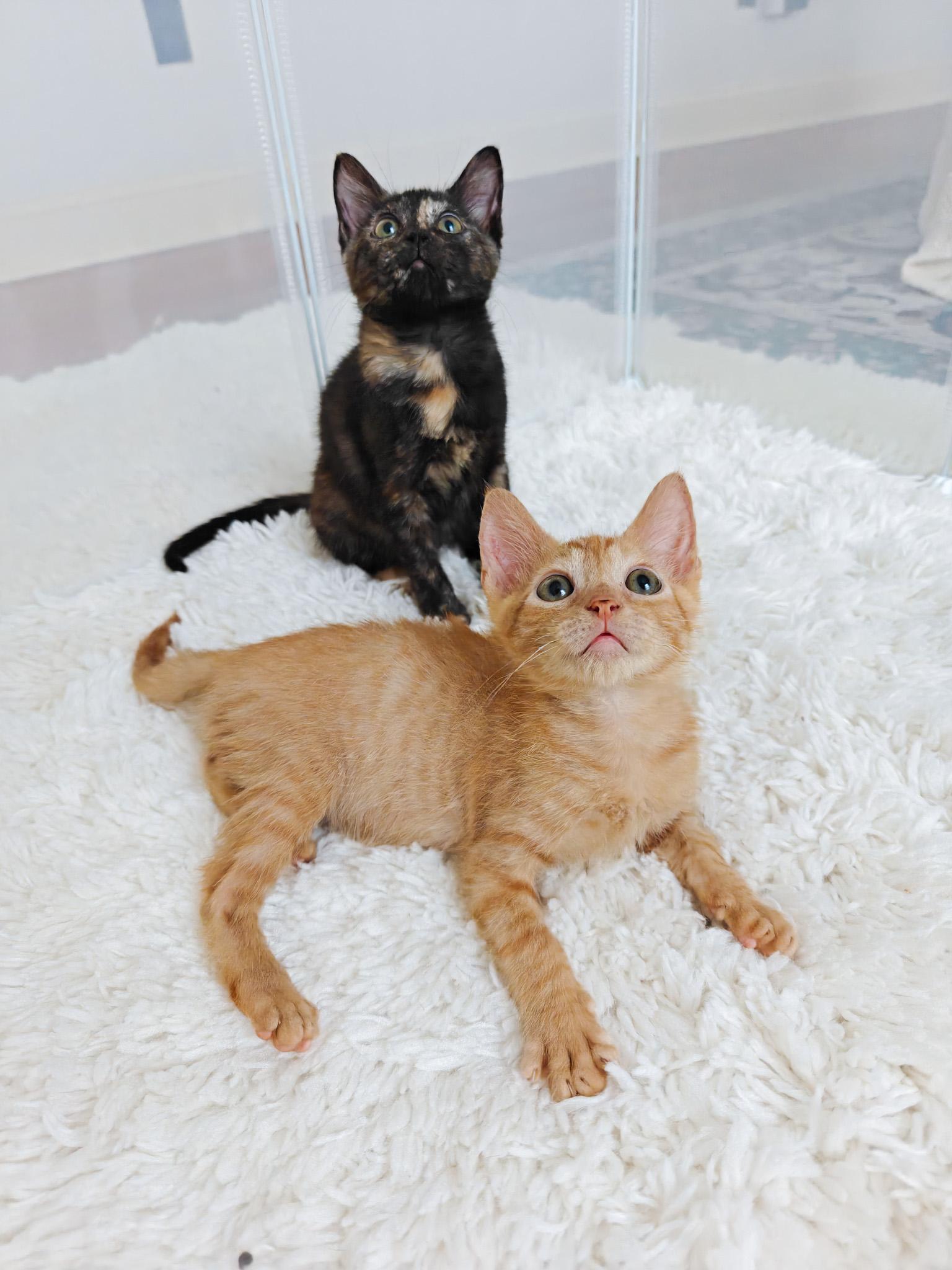 Sassafrass, Adoptable, Young Female Domestic Short Hair.