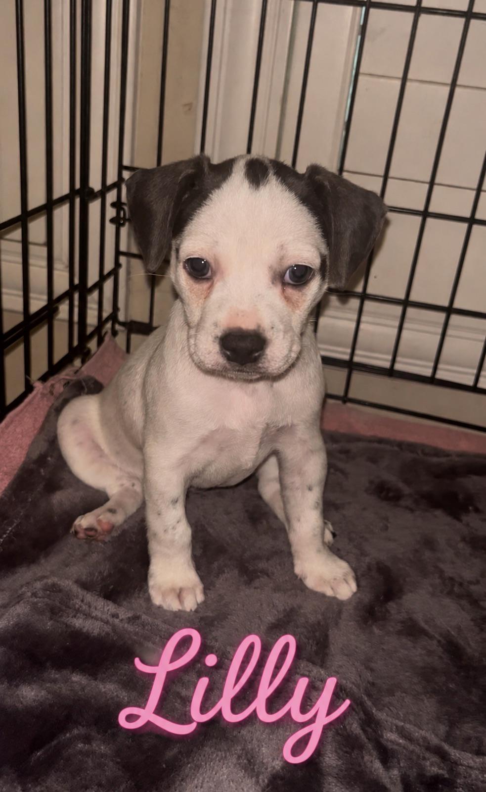 Enlarge Lily, an adopted mixed breed in Dale, TX image 1/5