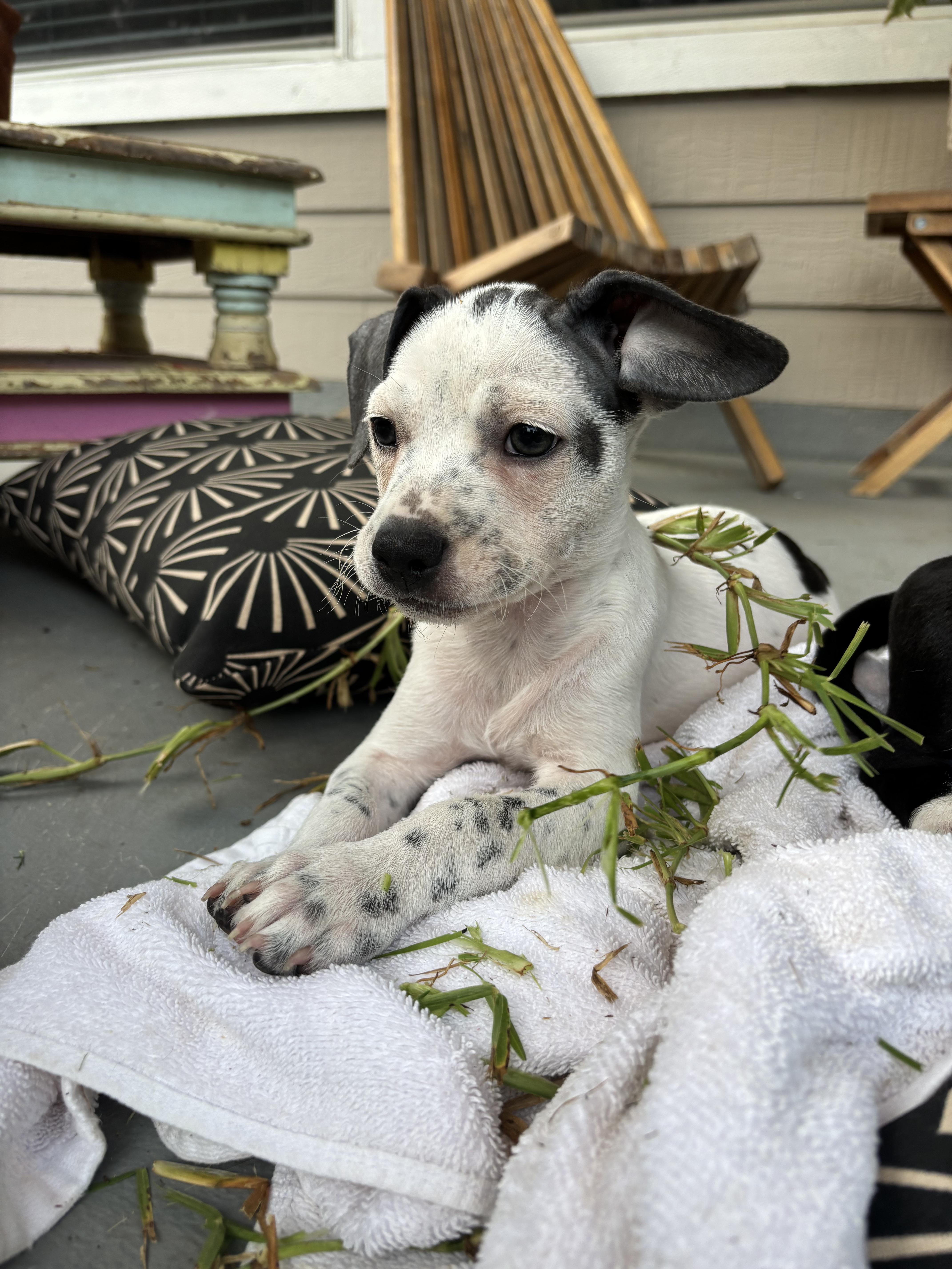 Enlarge Lily, an adopted mixed breed in Dale, TX image 2/5