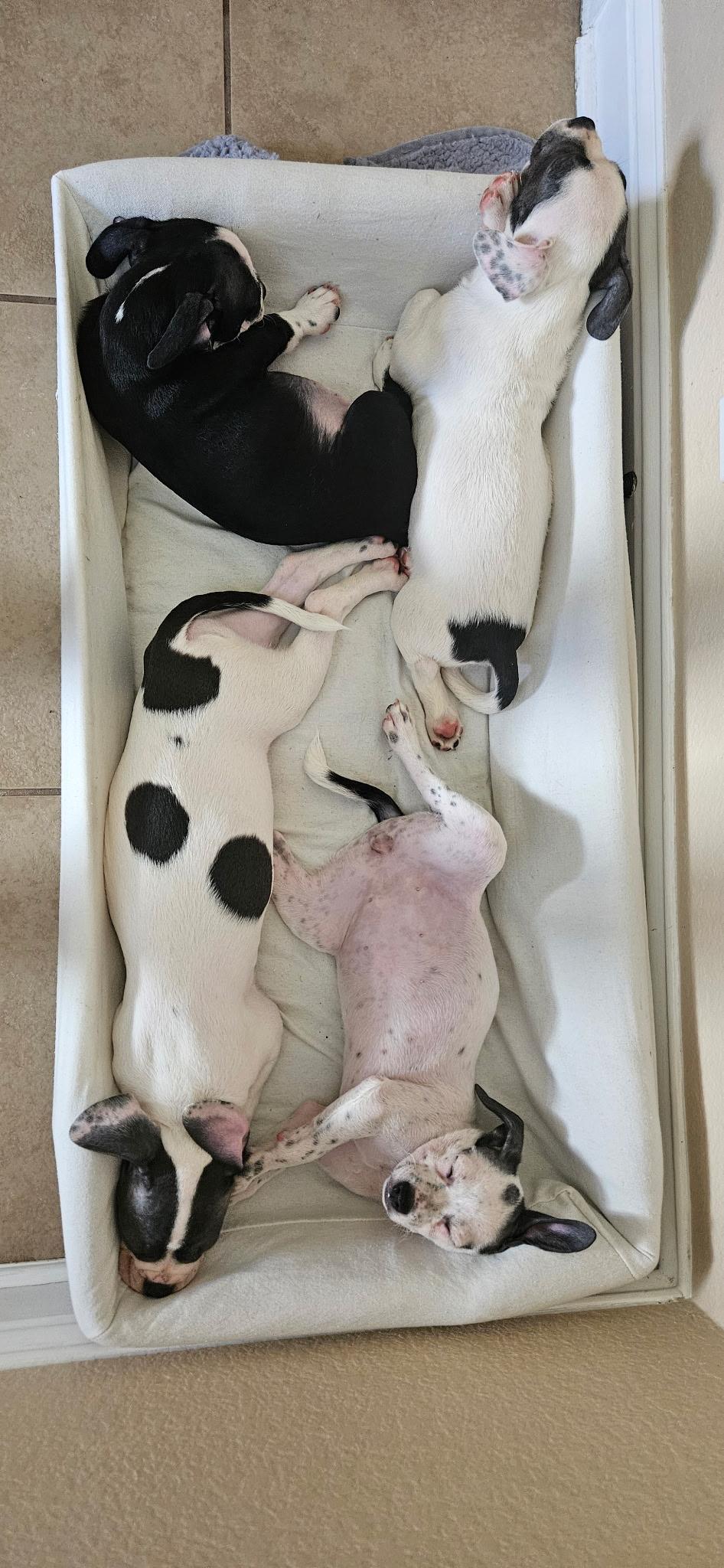 Enlarge Lily, an adopted mixed breed in Dale, TX image 5/5