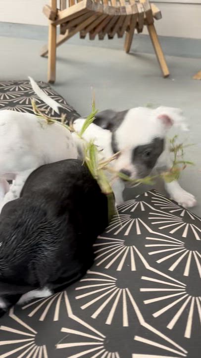 Enlarge Lily, an adopted mixed breed in Dale, TX video 3/5