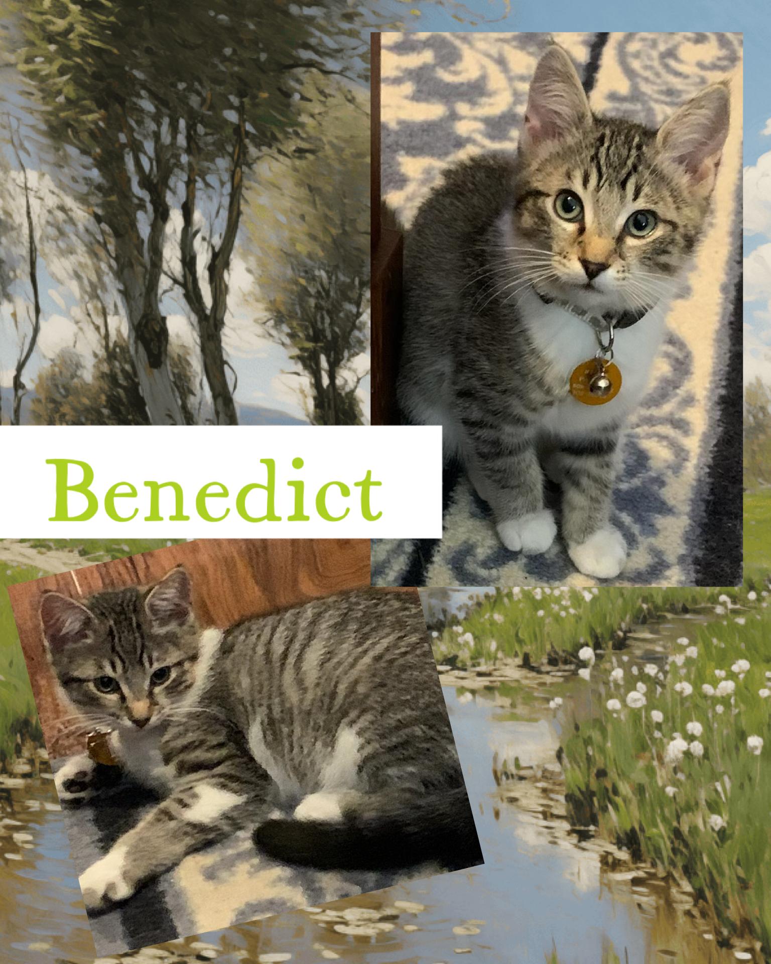 Enlarge Benedict, an adoptable Tabby in Pasco, WA image 6/6