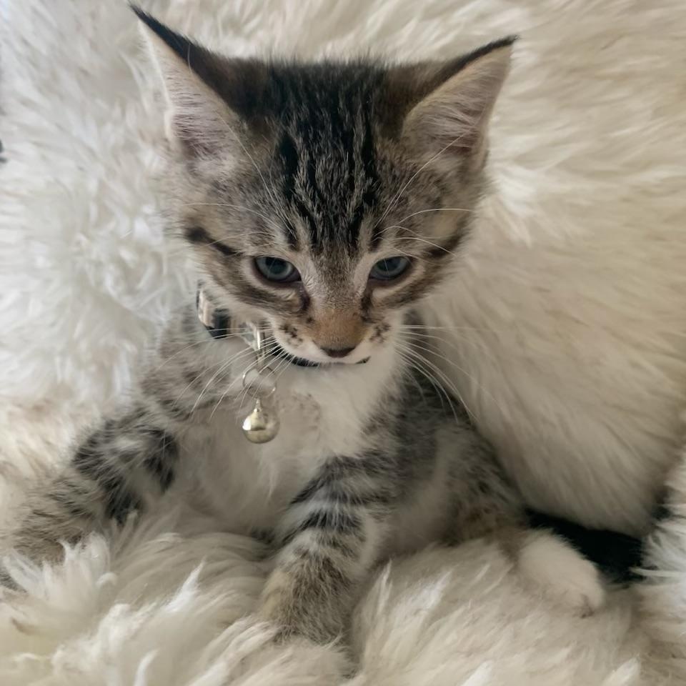 Enlarge Benedict, a ADOPTABLE Tabby in Pasco, WA image 4/6